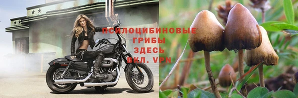гидра Гатчина